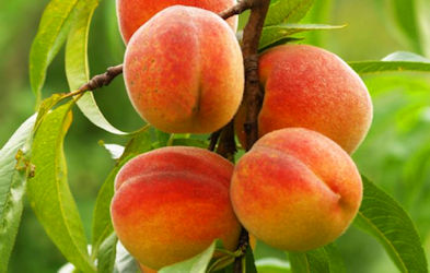 WilD Peaches